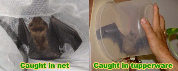 How to Catch a Bat in a House