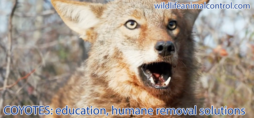 http://www.wildlifeanimalcontrol.com/images/coyotewac1.jpg