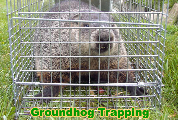 How to Catch a Groundhog in a Trap