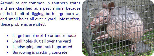 How To Get Rid Of Armadillos in the Yard, Lawn, or Garden Digging