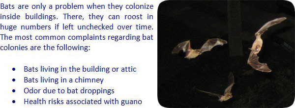 What Kind Of Damage Do Bats Cause In An Attic