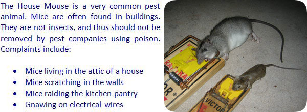 Mouse Trapping - How To Trap Mice in the Attic, Roof, Yard