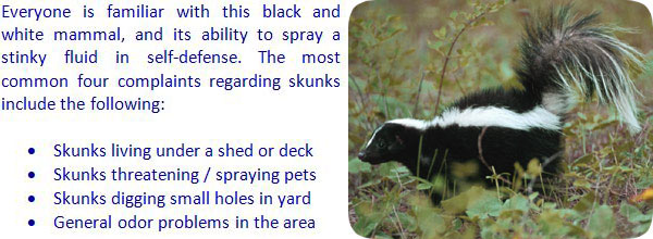 skunk skunks trapping trap yard away keep spray bait keeping rid removal help