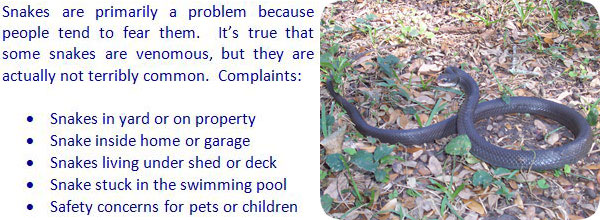 How To Get Rid Of Snakes In The House Or Yard