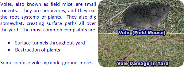 Trapline Products Vole Trapping Page