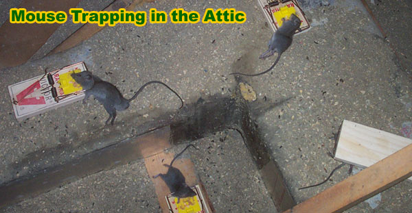 http://www.wildlifeanimalcontrol.com/images/mouse-trapping.jpg
