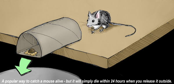trap a mouse