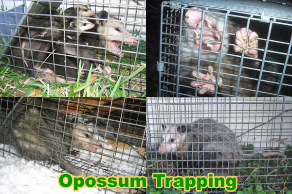 Opossum Trapping - How to Trap a Possum