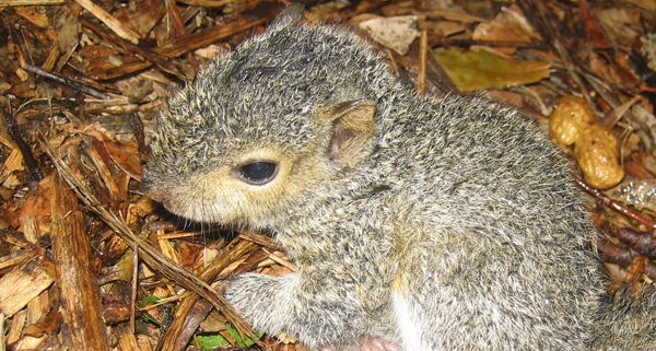 http://www.wildlifeanimalcontrol.com/images/squirreltrap.jpg