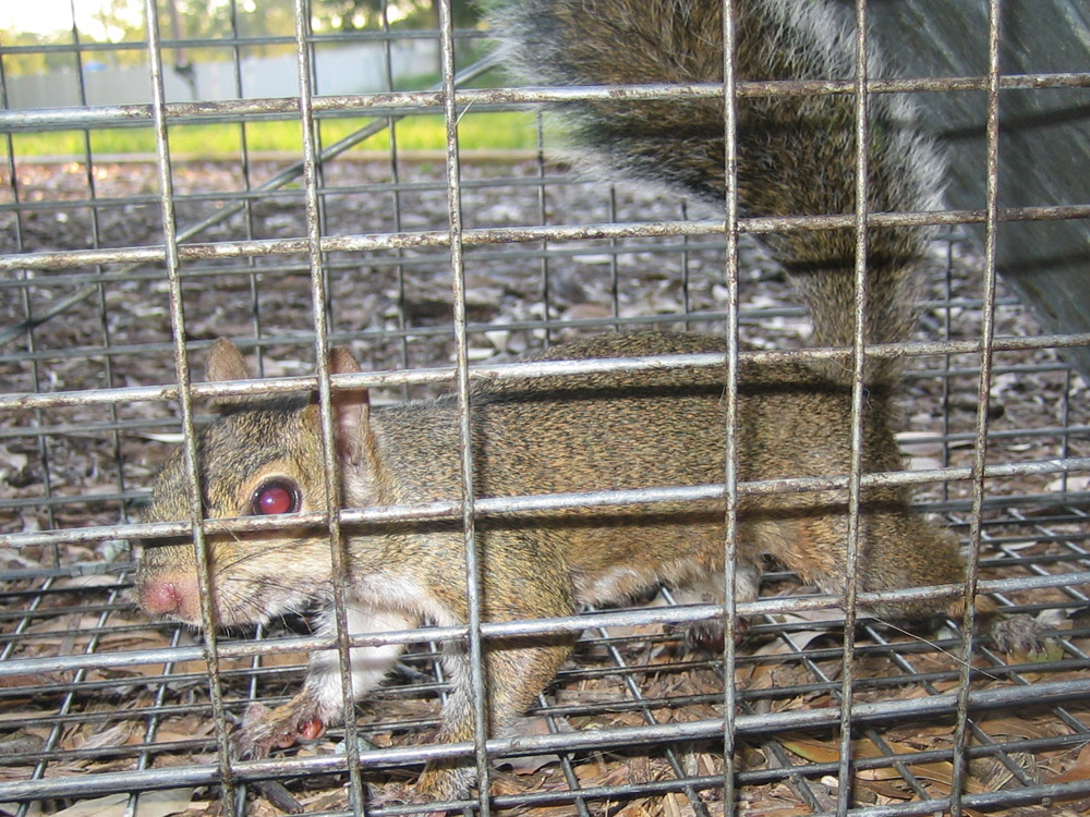 Squirrel Caught Live Trap Stock Photo by ©PTHamilton 326362780